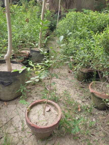 Murraya