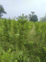 Conocarpus plants,