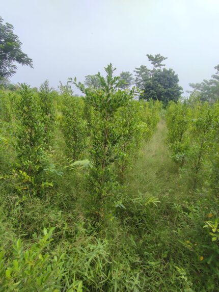 Conocarpus plants,