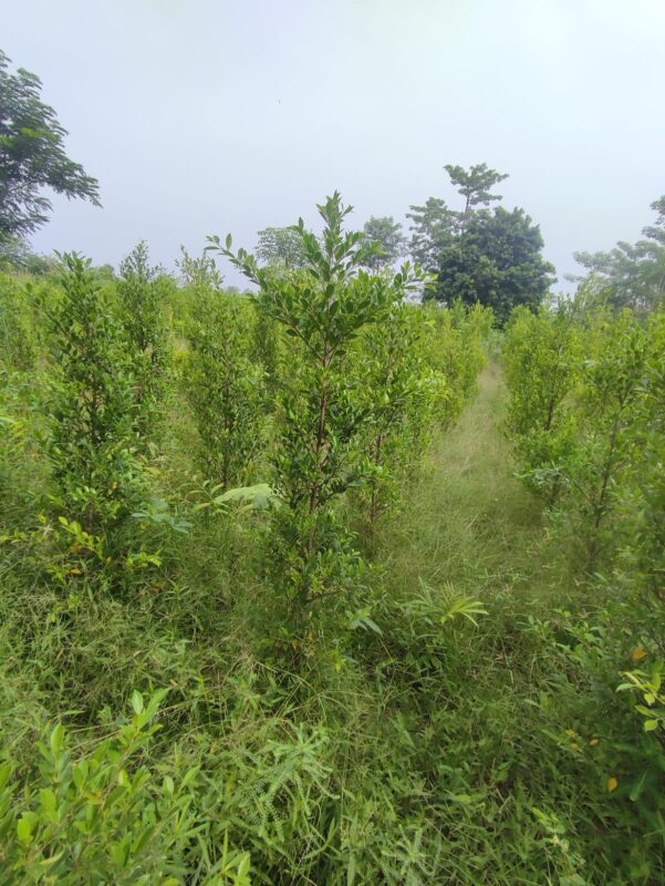 Conocarpus plants,