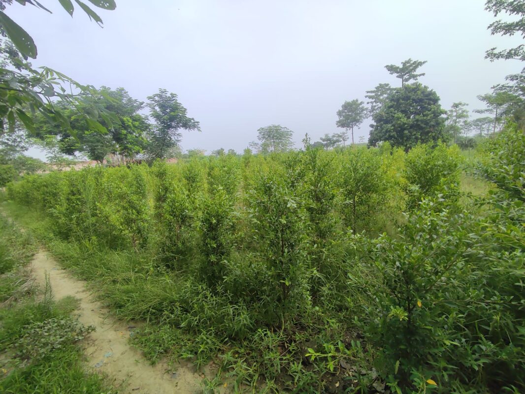 Conocarpus plants,