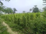 Conocarpus plants,