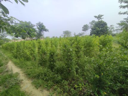 Conocarpus plants,
