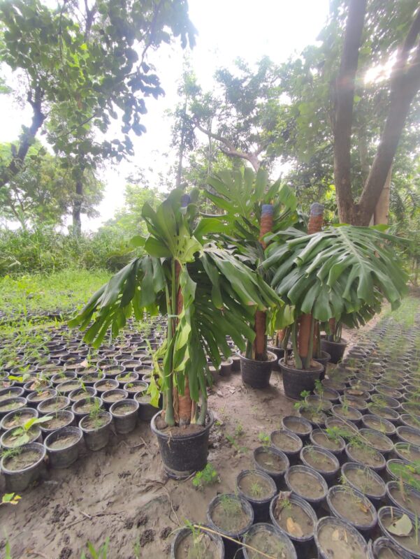 Epipremnum pinnatum