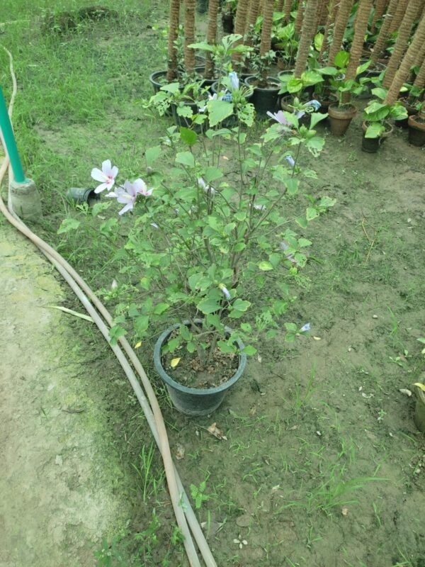 Rose of Sharon (Hibiscus syriacus),