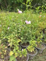Rose of Sharon (Hibiscus syriacus),