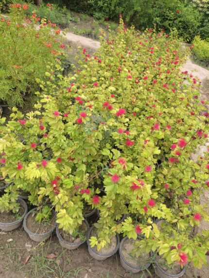 calliandra plant