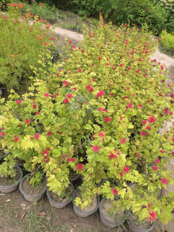 calliandra plant