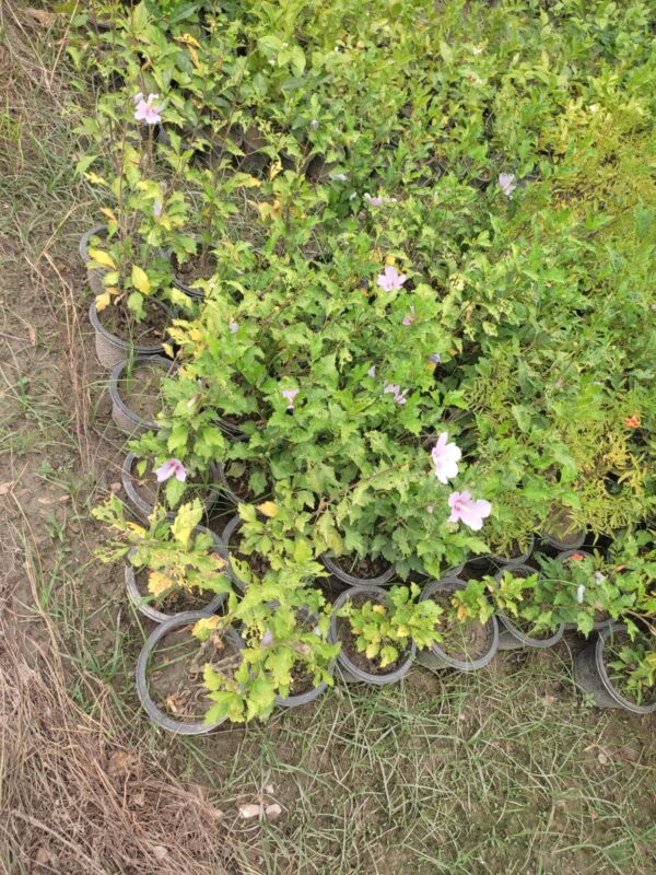 Rose of Sharon (Hibiscus syriacus),