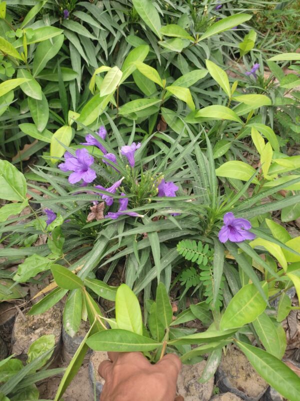 Ruellia simplex plant