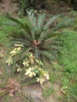 Sago Palm (Cycas revoluta) Palm.