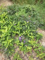 Ruellia simplex plant