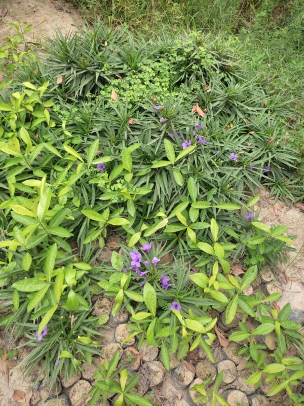 Ruellia simplex plant