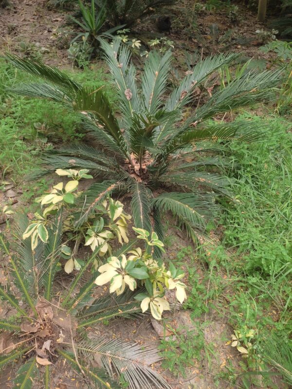Sago Palm (Cycas revoluta) Palm.