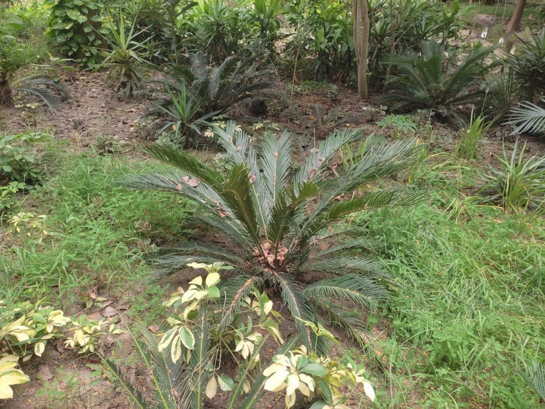 Sago Palm (Cycas revoluta) Palm.