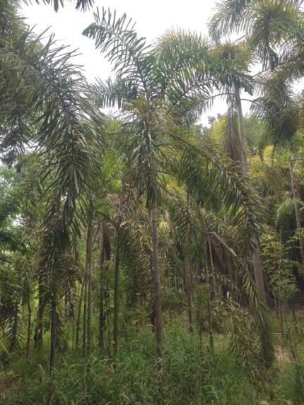 Foxtail Palms (Wodyetia bifurcata)