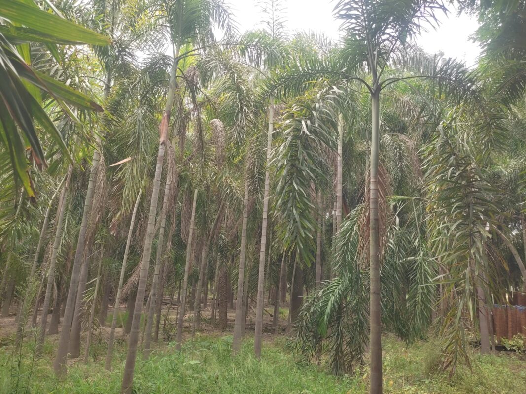 Foxtail Palms (Wodyetia bifurcata)