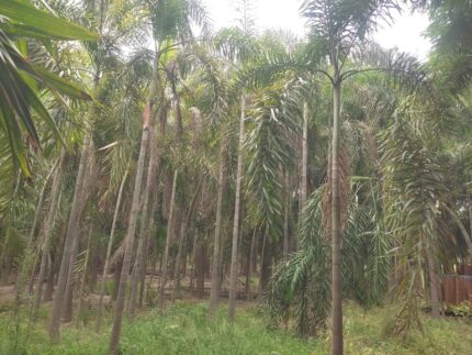 Foxtail Palms (Wodyetia bifurcata)