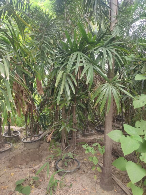 Rhapis excelsa, Lady Palm or Broadleaf Lady Palm.