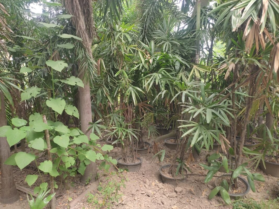 Rhapis excelsa, Lady Palm or Broadleaf Lady Palm.