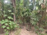 Rhapis excelsa, Lady Palm or Broadleaf Lady Palm.
