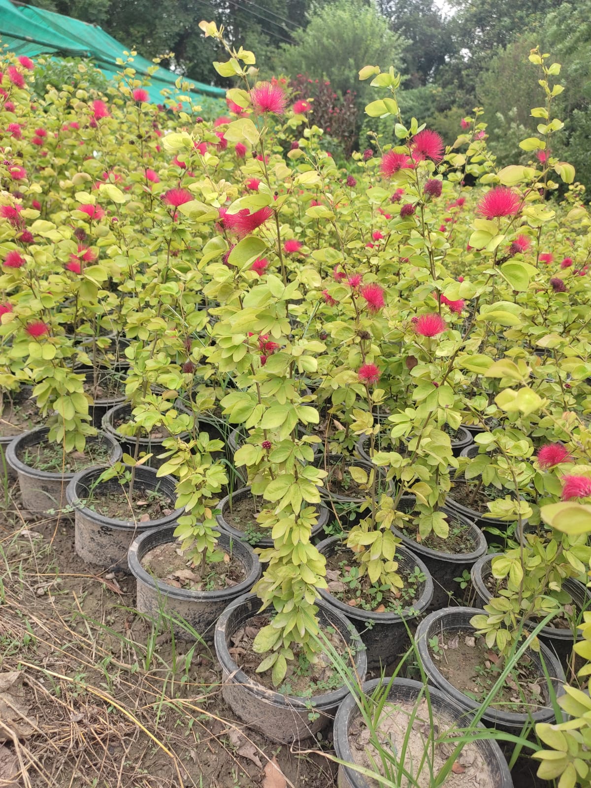 calliandra plant calliandra plant