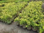 Golden Ficus