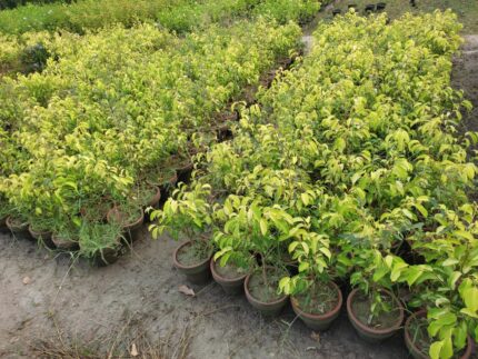 Golden Ficus