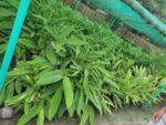 (Lachi or Elaichi) Plant