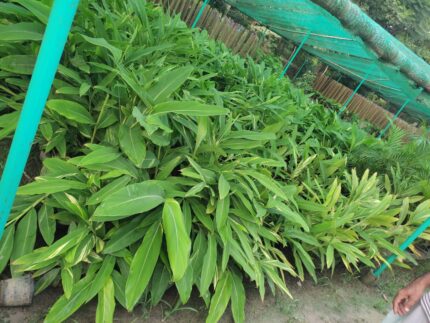 (Lachi or Elaichi) Plant