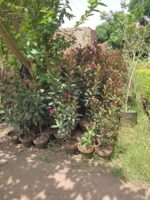 Jatropha Plant