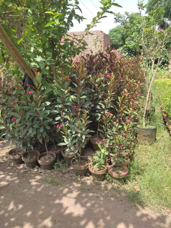 Jatropha Plant