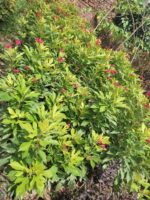 jatropha plant