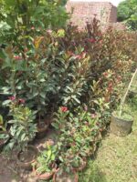 Jatropha Plant