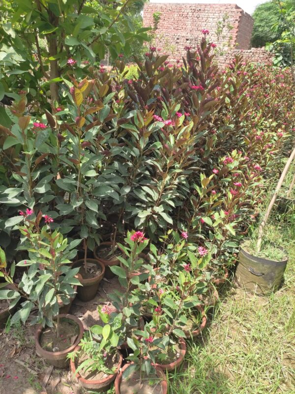 Jatropha Plant